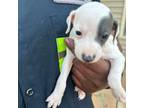 Italian Greyhound Puppy for sale in Clayton, NC, USA