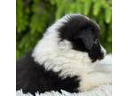 Shetland Sheepdog Puppy for sale in Tazewell, VA, USA