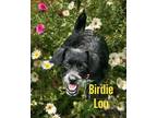 Adopt Birdie Lou a Scottish Terrier