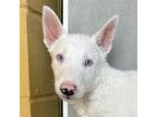 Adopt Cher a Mixed Breed