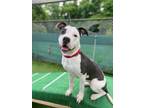Adopt Sally a Terrier, Mixed Breed