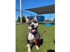 Adopt Nyla a Terrier