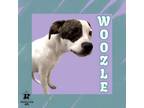 Adopt Woozle a Mixed Breed