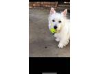 Adopt Sparkle a West Highland White Terrier / Westie