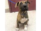 Adopt Drew a Boxer, Mixed Breed