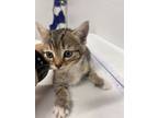 Adopt hecate a Domestic Short Hair