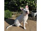 Adopt Tilda - In Foster a Pit Bull Terrier