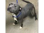 Adopt Puddin a American Staffordshire Terrier