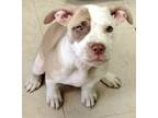 Adopt Suzie a Pit Bull Terrier, Mixed Breed