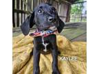Adopt Kaylee a Mixed Breed