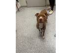 Adopt Ivy-Rose a Pit Bull Terrier, Mixed Breed