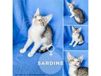 Adopt Sardine a Domestic Short Hair