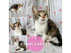 Adopt Cyndi Lauper a Domestic Short Hair