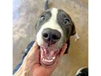 Adopt Cressida a Pit Bull Terrier