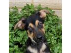 Adopt Renesmee a German Shepherd Dog