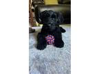 Schnauzer (Giant) Puppy for sale in Trumbull, CT, USA