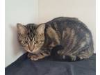 Adopt Sticky a Domestic Short Hair