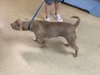 Adopt 1 a Pit Bull Terrier, Mixed Breed
