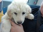 Adopt Opie a Great Pyrenees, Mixed Breed