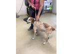 Adopt GINGER a English Coonhound, Mixed Breed