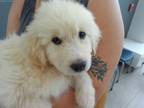 Adopt Charlotte a Great Pyrenees, Mixed Breed