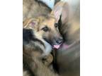 Adopt Stormie a German Shepherd Dog, Mixed Breed