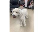 Adopt Phoebe a Standard Poodle, Mixed Breed