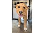 Adopt Sadie Boots a Golden Retriever, Mixed Breed
