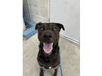 Adopt Amethyst a Labrador Retriever, Mixed Breed