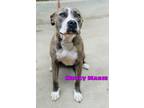 Adopt Mercy Marie a Pit Bull Terrier, Mixed Breed