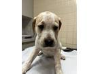 Adopt Bourbon a Cattle Dog, Mixed Breed