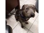 Adopt Blue RN a Mixed Breed, Pit Bull Terrier