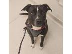 Adopt Freya a American Staffordshire Terrier, Mixed Breed