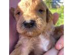 Goldendoodle Puppy for sale in Kalispell, MT, USA