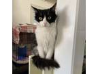 Adopt Ciao a Domestic Long Hair