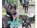 Adopt Matilda a Mixed Breed