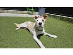 Adopt Delilah a American Staffordshire Terrier, Mixed Breed