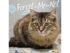 Adopt Leanne a Maine Coon, Norwegian Forest Cat