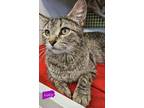 Adopt Lucy a Domestic Short Hair