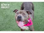 Adopt Evian a Pit Bull Terrier, Mixed Breed