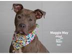 Adopt Maggie May a Pit Bull Terrier, Mixed Breed