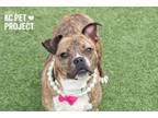 Adopt Stella a Pit Bull Terrier, Mixed Breed