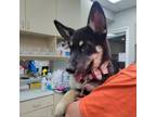 Adopt WAGS-A-14485 a German Shepherd Dog, Husky