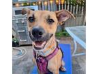 Adopt Lucy a Terrier