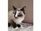 Adopt Cassidy Song a Siamese