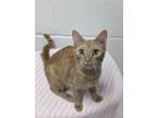 Adopt Frenchy 519-24 a Domestic Short Hair