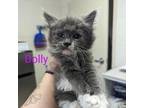 Adopt Dolly a Domestic Medium Hair