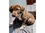 Adopt Siete (Princess's Litter) a Labrador Retriever