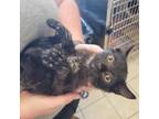 Adopt Pommy a Domestic Short Hair