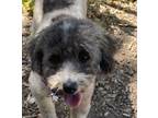 Adopt Cherry a Poodle, Mixed Breed